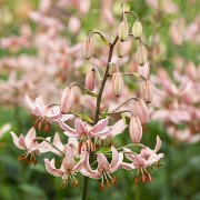 Pink Morning - inflorescence